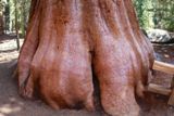 General Sherman Tree Trail