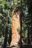 The President Tree
