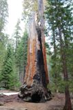 Chimney Tree, Crescent Meadow