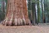 Photos/Images de Sequoia &amp; Kings Canyon NPs