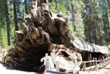 Fallen Monarch Tree