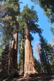 Grant Grove
