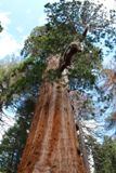 Resurrection Tree
