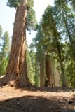 Big Trees Trail