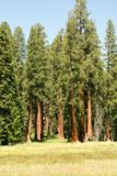 Big Trees Trail