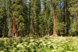 Big Trees Trail