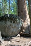 Big Trees Trail