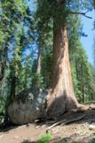 Big Trees Trail