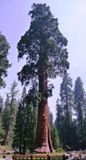 Sentinel Tree