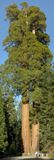 Grant Grove