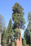 General Grant Tree