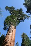 General Grant Tree