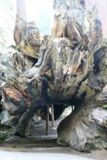 Fallen Monarch Tree