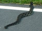 Un serpent