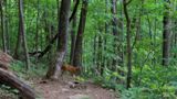 South River Falls Trail