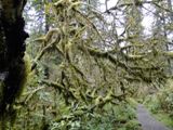Canyon Trail