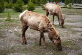 Biches (Yellowstone NP)