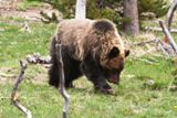 Photos/Images de La vie animale