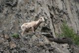 Bouquetin (Yellowstone NP)