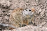 Photos/Images de La vie animale