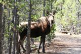 Orignal (Grand Teton NP)