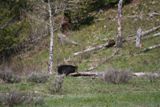 Ours (Grand Teton NP)