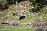 Ours (Grand Teton NP)
