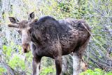 Photos/Images de La vie animale