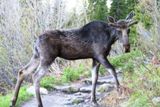 Orignal (Grand Teton NP)