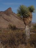 Giant Yucca