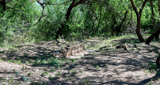Acequia