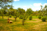 Verger (Orchard)