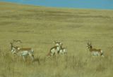 Antilopes