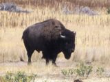 Bison