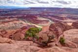 Dead Horse Point Overlook