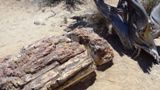 Photos/Images de Escalante Petrified Forest State Park