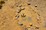 Dinosaur Footprint