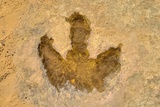Dinosaur Footprint