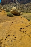 Dinosaur Footprint
