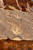 Poison Spider Dinosaur Tracks