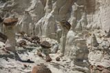 Hoodoos Central