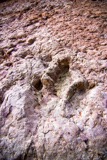 Dinosaur Tracks