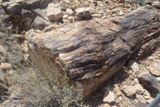 Petrified Logs
