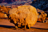 Photos/Images de Vermilion Cliffs National Monument