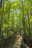 Bald Cypress Trail