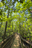 Bald Cypress Trail