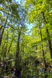 Bald Cypress Trail