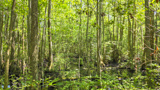 Bald Cypress Trail