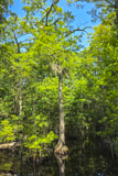 Bald Cypress Trail