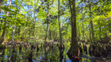 Bald Cypress Trail